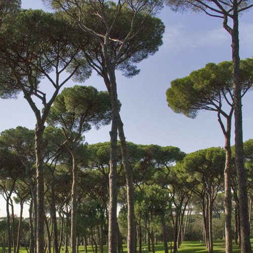 Potatura selvaggia e degrado del verde pubblico a Roma